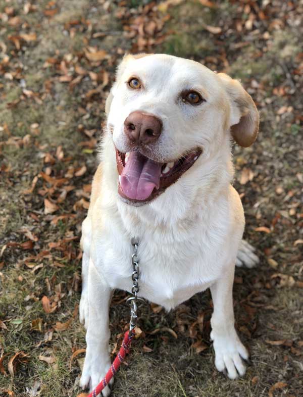 #Mercredi Adopt me : Moogli (+ D’1 AN DE PARTAGE)
