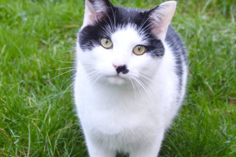 # Mercredi Adopt me : Oasis (Adopté)