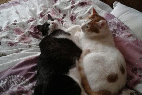 # Mercredi Adopt me : Janti Gino et Chiffon (Adoptés)