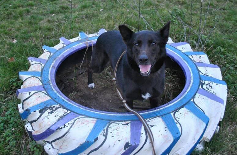 # Mercredi Adopt me : Désiré