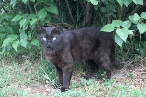 # Mercredi Adopt me : Biscuit (Adopté)