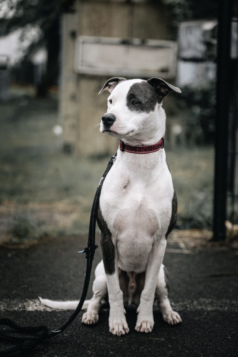 # Mercredi Adopt me : Marley (3EME PARTAGE)