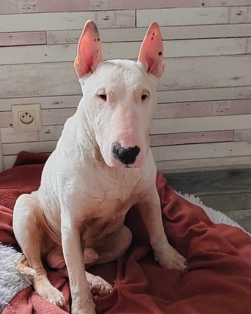 # Mercredi Adopt me : Nitro