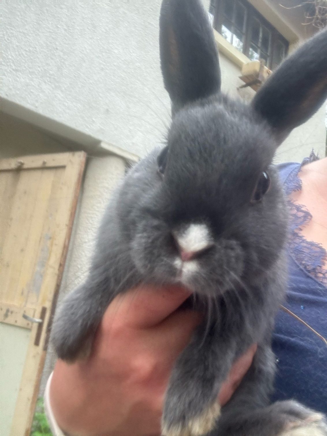 # Mercredi Adopt me : Vanilla (Adoptée)
