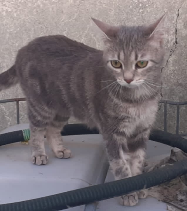 # Mercredi Adopt me : Wallis (2EME PARTAGE)