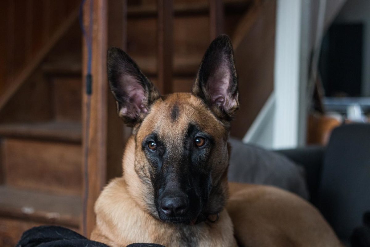 # Mercredi Adopt me : Vaya