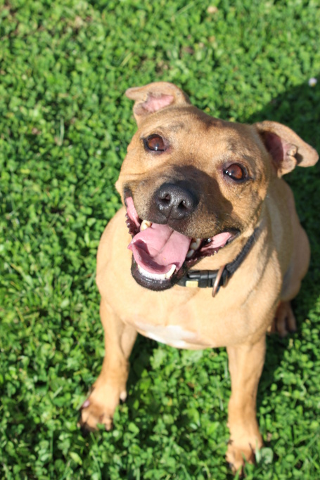# Mercredi Adopt me : Ripley