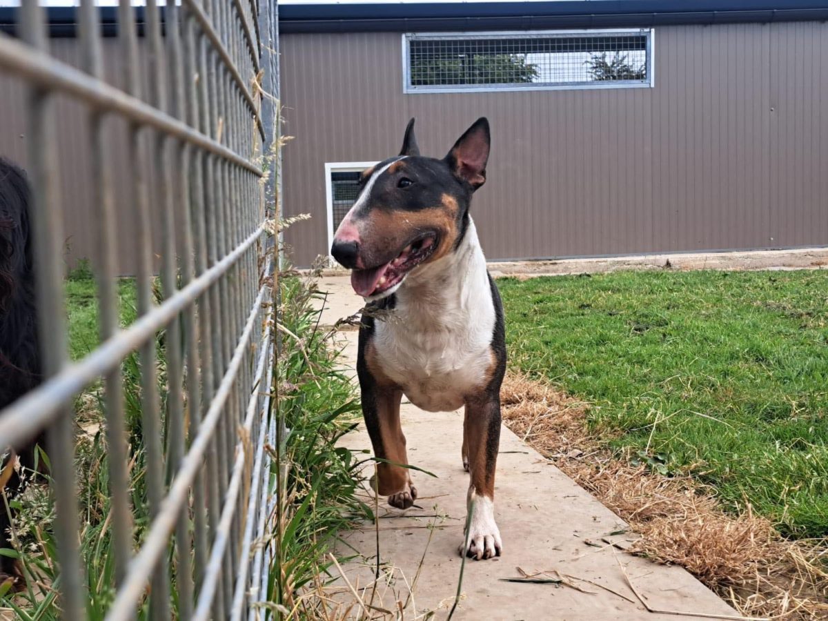 # Mercredi Adopt me : Rocky