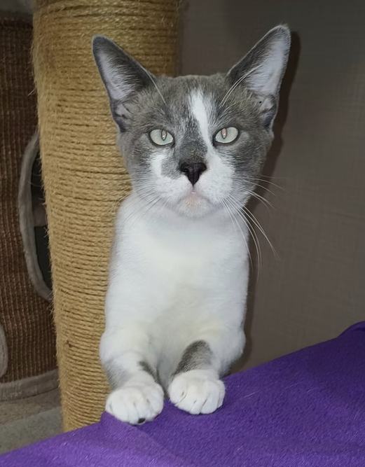 # Mercredi Adopt me : Goya