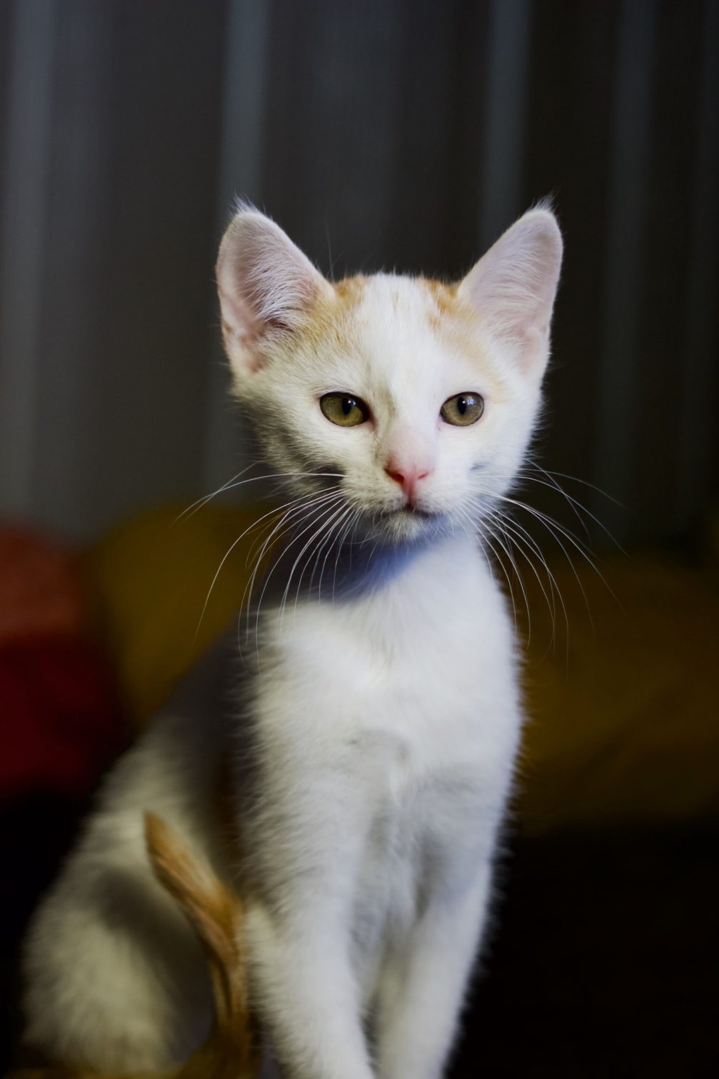 # Mercredi Adopt me : Miroux