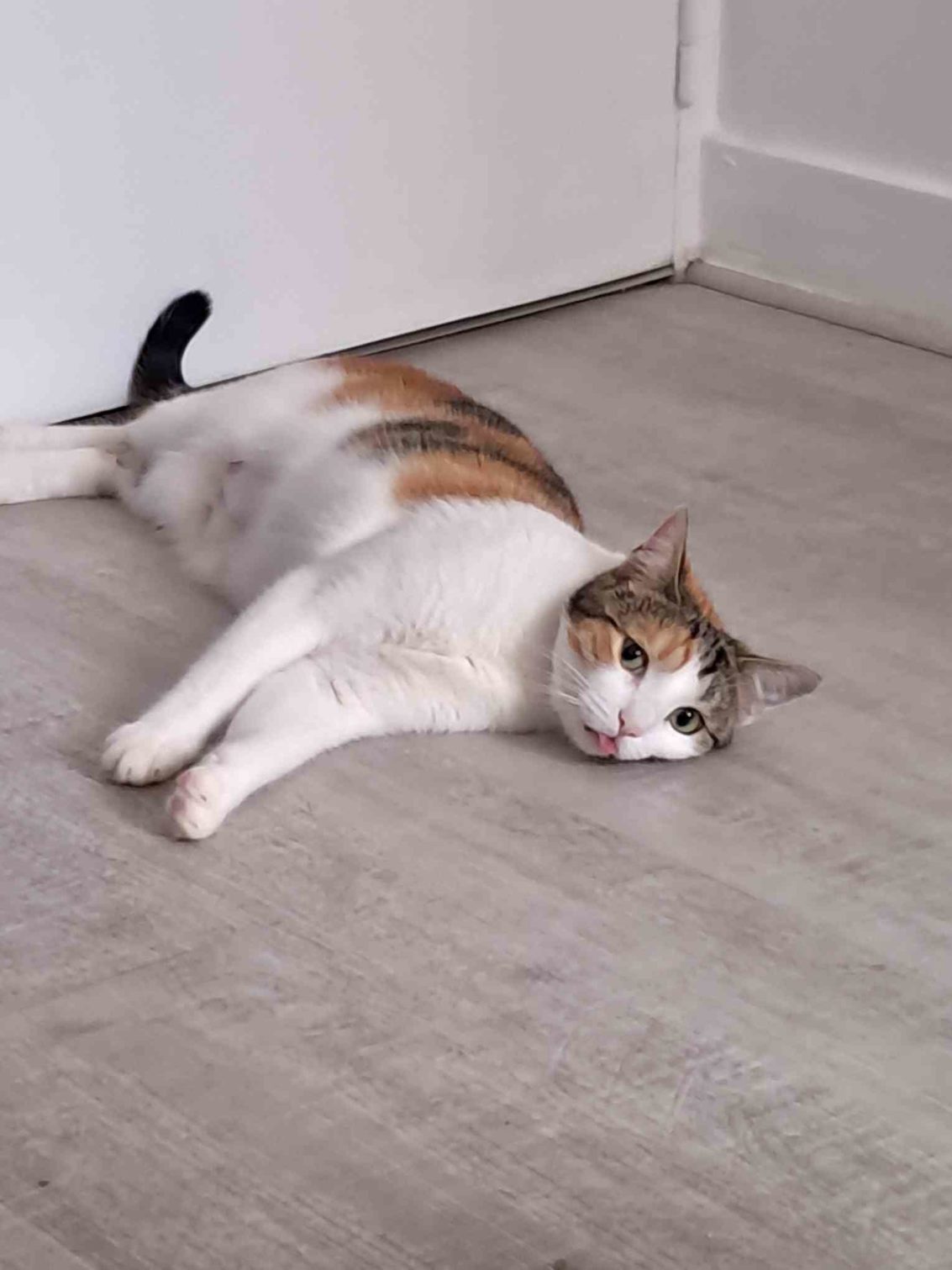 # Mercredi Adopt me : Musha