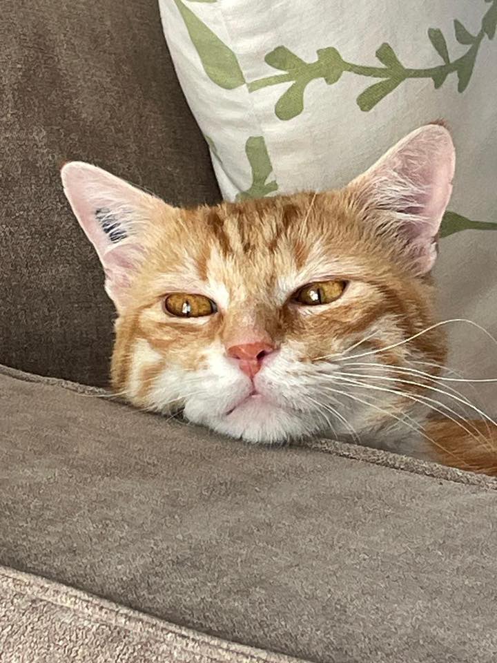 # Mercredi Adopt me : Owen