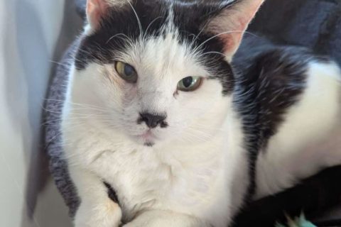 # Mercredi Adopt me : Emie