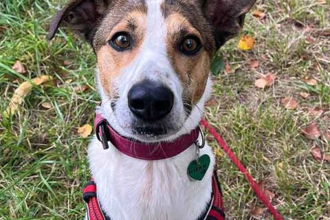 # Mercredi Adopt me : Pépito